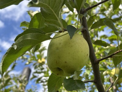 Jesenja gnojidba voćnjaka
