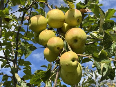 Jesenja gnojidba voćnjaka