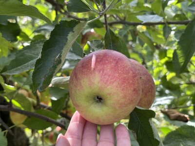 Jesenja gnojidba voćnjaka