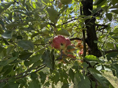 Jesenja gnojidba voćnjaka