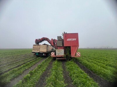 Jesenje vađenje šargarepe u Begeču