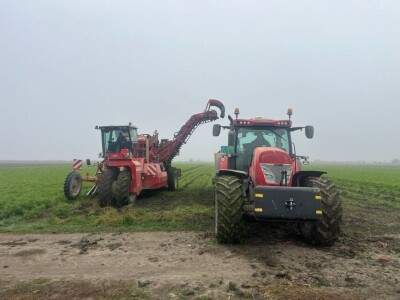 Jesenje vađenje šargarepe u Begeču