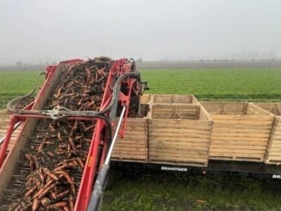 Jesenje vađenje šargarepe u Begeču