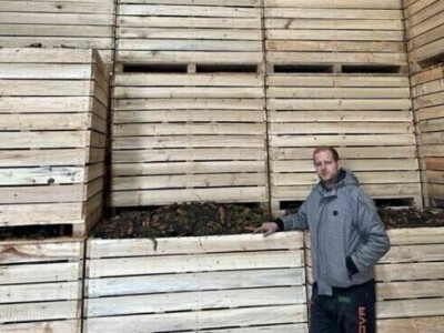 Jesenje vađenje šargarepe u Begeču