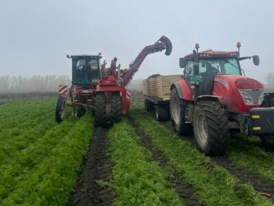 Jesenje vađenje šargarepe u Begeču