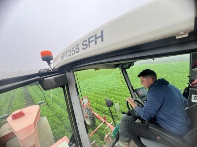 Jesenje vađenje šargarepe u Begeču