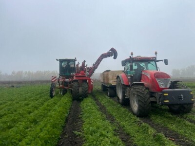 Jesenje vađenje šargarepe u Begeču