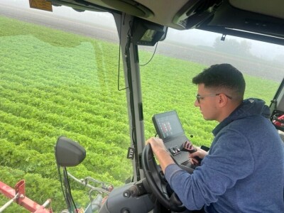 Jesenje vađenje šargarepe u Begeču