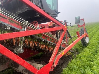 Jesenje vađenje šargarepe u Begeču