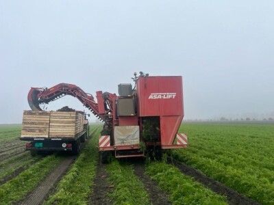 Jesenje vađenje šargarepe u Begeču