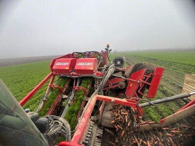 Jesenje vađenje šargarepe u Begeču