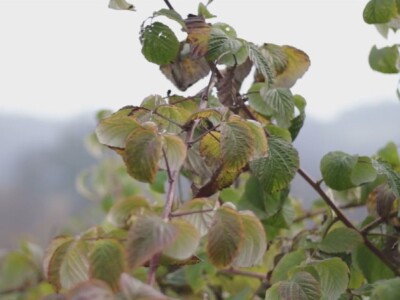 Jesenji radovi u voćnjaku Jesenji radovi u voćnjaku