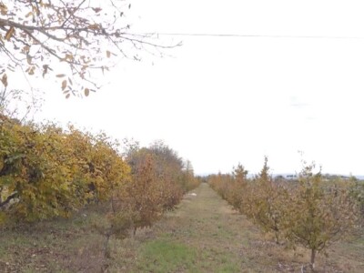 Jesenji radovi u voćnjaku Jesenji radovi u voćnjaku