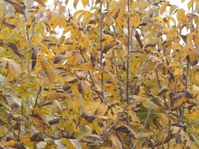 Jesenji radovi u voćnjaku Jesenji radovi u voćnjaku