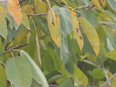 Jesenji radovi u voćnjaku Jesenji radovi u voćnjaku