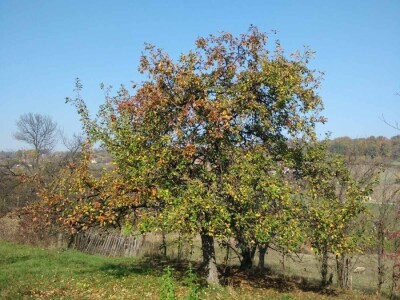 Jesenji radovi u voćnjaku Jesenji radovi u voćnjaku
