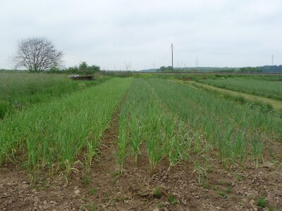 Jesenska sadnja češnjaka