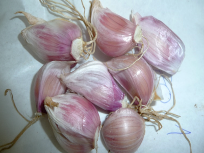 Jesenska sadnja češnjaka