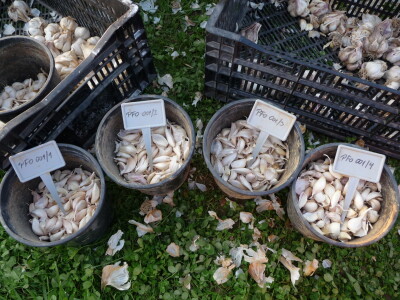 Jesenska sadnja češnjaka