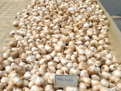 Jesenska sadnja češnjaka