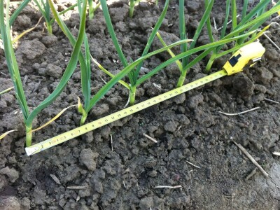 Jesenska sadnja češnjaka