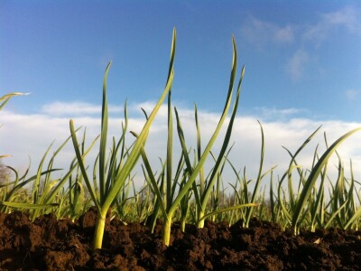 Jesenska sadnja češnjaka