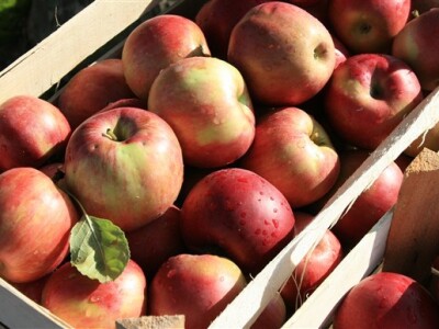 Sajamski prostor Pampas - 11. Osječki jesenski sajam, od 02. do 05. listopada. 2008