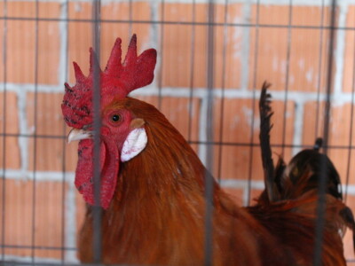 Jesenski sajam u Gudovcu 2022.