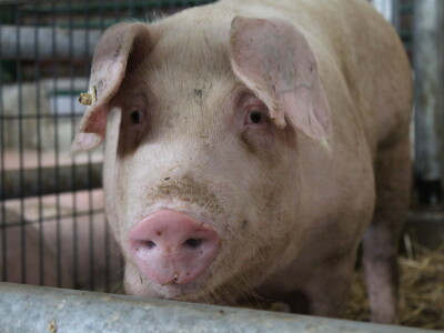 Jesenski sajam u Gudovcu 2022.