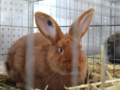 Jesenski sajam u Gudovcu 2022.