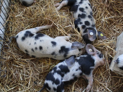 Jesenski sajam u Gudovcu 2022.