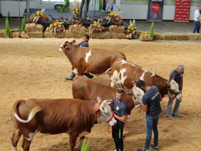 Jesenski sajam u Gudovcu 2022.