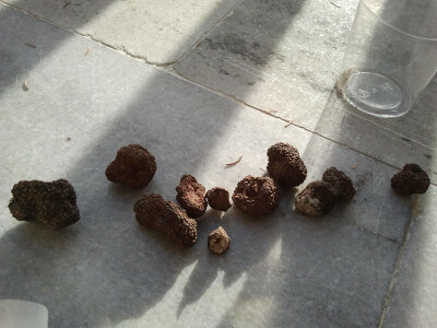 Jesenski crni tartuf