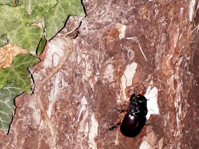 Jeste li ih vidjeli?