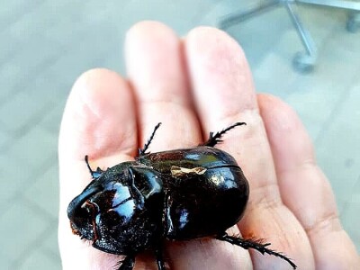 Jeste li ih vidjeli?