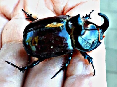 Jeste li ih vidjeli?