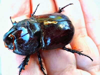 Jeste li ih vidjeli?