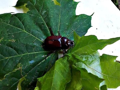 Jeste li ih vidjeli?