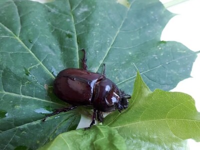 Jeste li ih vidjeli?