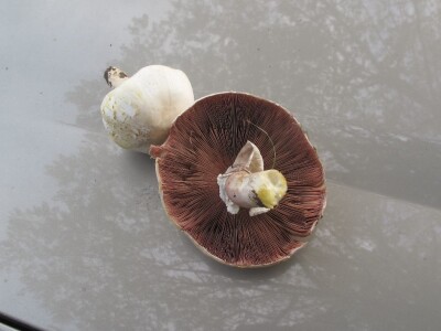 Jestive i otrovne vrste pečurki, te pupavke