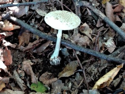 Jestive i otrovne vrste pečurki, te pupavke