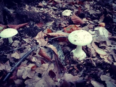 Jestive i otrovne vrste pečurki, te pupavke