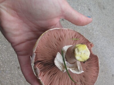 Jestive i otrovne vrste pečurki, te pupavke