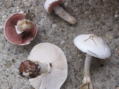 Jestive i otrovne vrste pečurki, te pupavke