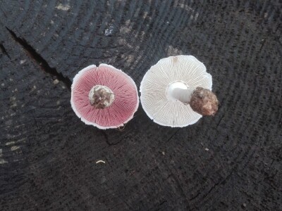 Jestive i otrovne vrste pečurki, te pupavke