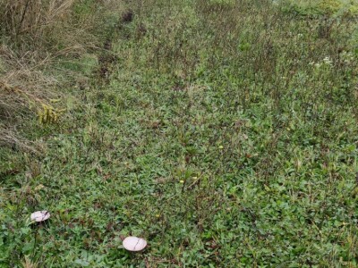 Jestive i otrovne vrste pečurki, te pupavke