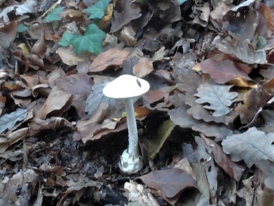 Jestive i otrovne vrste pečurki, te pupavke