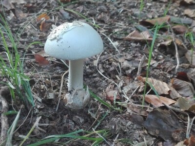 Jestive i otrovne vrste pečurki, te pupavke