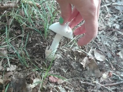 Jestive i otrovne vrste pečurki, te pupavke