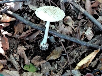 Jestive i otrovne vrste pečurki, te pupavke